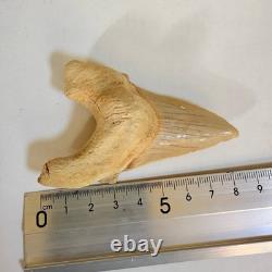 Rare Otodus Obliquus Shark Tooth Megalodon Lineage Morocco Fossil