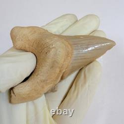 Rare Otodus Obliquus Shark Tooth Megalodon Lineage Morocco Fossil