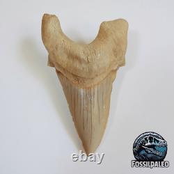 Rare Otodus Obliquus Shark Tooth Megalodon Lineage Morocco Fossil