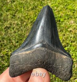 Rare Peace River Chubutensis Chub Meg Megalodon Ancestor Shark Tooth 2.9 Fossil