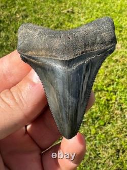Rare Peace River Chubutensis Chub Meg Megalodon Ancestor Shark Tooth 2.9 Fossil