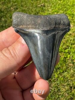 Rare Peace River Chubutensis Chub Meg Megalodon Ancestor Shark Tooth 2.9 Fossil