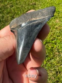 Rare Peace River Chubutensis Chub Meg Megalodon Ancestor Shark Tooth 2.9 Fossil
