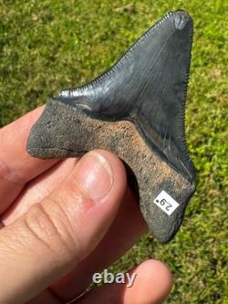 Rare Peace River Chubutensis Chub Meg Megalodon Ancestor Shark Tooth 2.9 Fossil