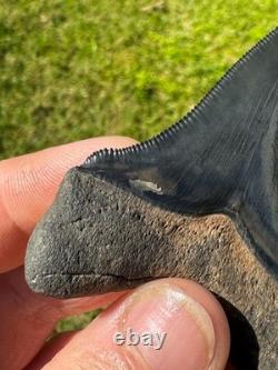 Rare Peace River Chubutensis Chub Meg Megalodon Ancestor Shark Tooth 2.9 Fossil