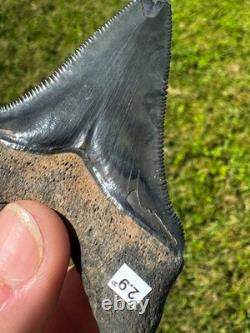 Rare Peace River Chubutensis Chub Meg Megalodon Ancestor Shark Tooth 2.9 Fossil