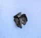 Rare Somniosus Microcephalus Shark Tooth Fossil Not Megalodon Greenland Shark