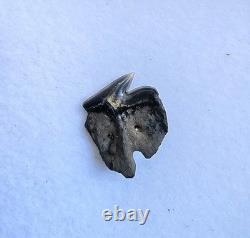 Rare Somniosus Microcephalus Shark Tooth Fossil Not Megalodon Greenland Shark
