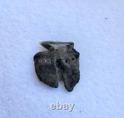 Rare Somniosus Microcephalus Shark Tooth Fossil Not Megalodon Greenland Shark