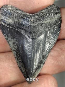 Rare Venice Golden Beach Hubbell Megalodon Tooth 1.86