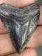 Rare Venice Golden Beach Hubbell Megalodon Tooth 1.86