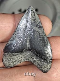 Rare Venice Golden Beach Hubbell Megalodon Tooth 1.86