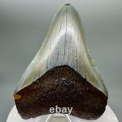 Rare location, Colorful 2.89 Fossil MEGALODON Tooth Levy County, FL