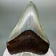 Rare Location, Colorful 2.89 Fossil Megalodon Tooth Levy County, Fl