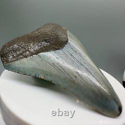 Rare location, Colorful 2.89 Fossil MEGALODON Tooth Levy County, FL