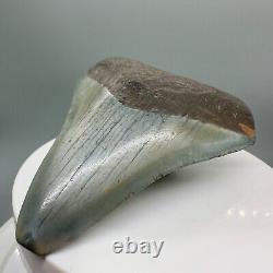 Rare location, Colorful 2.89 Fossil MEGALODON Tooth Levy County, FL