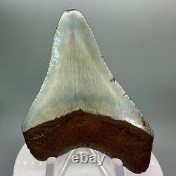Rare location, Colorful 2.89 Fossil MEGALODON Tooth Levy County, FL
