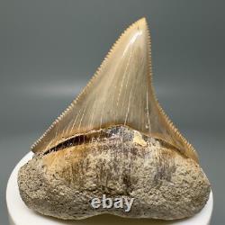 Rarely Offered COLORFUL 2.42 Fossil MEGALODON Shark Tooth PERU