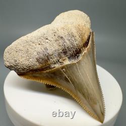 Rarely Offered COLORFUL 2.42 Fossil MEGALODON Shark Tooth PERU