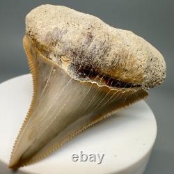 Rarely Offered COLORFUL 2.42 Fossil MEGALODON Shark Tooth PERU