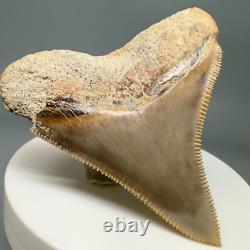 Rarely Offered COLORFUL 2.42 Fossil MEGALODON Shark Tooth PERU