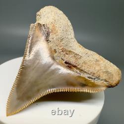 Rarely Offered COLORFUL 2.42 Fossil MEGALODON Shark Tooth PERU