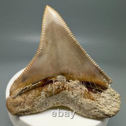 Rarely Offered COLORFUL 2.42 Fossil MEGALODON Shark Tooth PERU