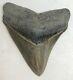 Razor Sharp Perfect Megalodon Fossil Shark Tooth, Starts At $1 No Reserve! Mq