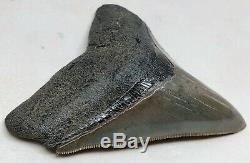 Razor Sharp Perfect Megalodon Fossil Shark Tooth, Starts At $1 No Reserve! MQ