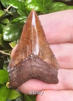 Razor Sharp Virginia Chubutensis Shark Tooth Fossil Not Megalodon