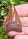 Razor Sharp Virginia Chubutensis Shark Tooth Fossil Not Megalodon