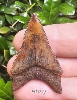 Razor Sharp Virginia Chubutensis Shark Tooth Fossil Not Megalodon