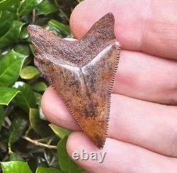 Razor Sharp Virginia Chubutensis Shark Tooth Fossil Not Megalodon
