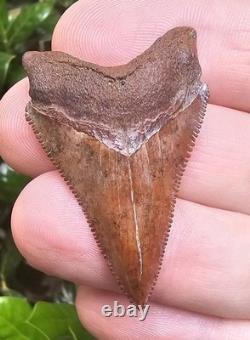 Razor Sharp Virginia Chubutensis Shark Tooth Fossil Not Megalodon