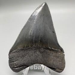 Razor-Sharply Serrated High Quality 3.50 Fossil MEGALODON Shark Tooth USA