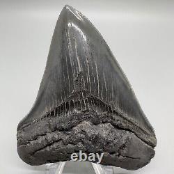 Razor-Sharply Serrated High Quality 3.50 Fossil MEGALODON Shark Tooth USA