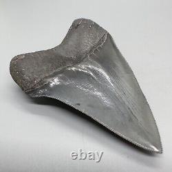 Razor-Sharply Serrated High Quality 3.50 Fossil MEGALODON Shark Tooth USA