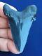 Real Fossil Auriculatus Shark Tooth Sharks Teeth Megalodon Sharp Fossils Eocene