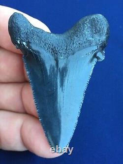 Real Fossil auriculatus Shark Tooth Sharks Teeth Megalodon Sharp Fossils Eocene