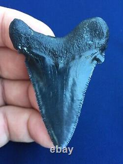 Real Fossil auriculatus Shark Tooth Sharks Teeth Megalodon Sharp Fossils Eocene