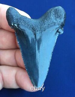 Real Fossil auriculatus Shark Tooth Sharks Teeth Megalodon Sharp Fossils Eocene