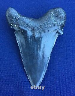 Real Fossil auriculatus Shark Tooth Sharks Teeth Megalodon Sharp Fossils Eocene