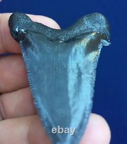 Real Fossil auriculatus Shark Tooth Sharks Teeth Megalodon Sharp Fossils Eocene