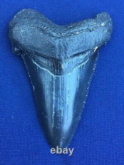 Real Fossil auriculatus Shark Tooth Sharks Teeth Megalodon Sharp Fossils Eocene