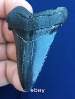 Real Fossil auriculatus Shark Tooth Sharks Teeth Megalodon Sharp Fossils Eocene