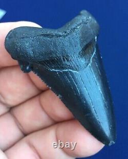 Real Fossil auriculatus Shark Tooth Sharks Teeth Megalodon Sharp Fossils Eocene