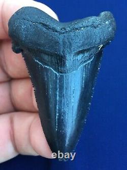 Real Fossil auriculatus Shark Tooth Sharks Teeth Megalodon Sharp Fossils Eocene