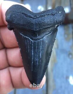 Real Fossil auriculatus Shark Tooth Sharks Teeth Megalodon Sharp Fossils Eocene
