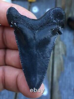 Real Fossil auriculatus Shark Tooth Sharks Teeth Megalodon Sharp Fossils Eocene