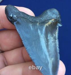 Real Fossil auriculatus Shark Tooth Sharks Teeth Megalodon Sharp Fossils Eocene